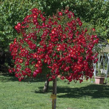 Rosa piangente Rouge Meillandecor ® Meineble