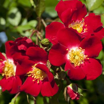 Rosa Rouge MEILLANDECOR ® Meineble