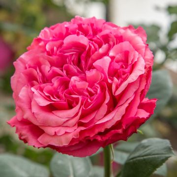 Rosier AUDREY FLEUROT ® Meicatess