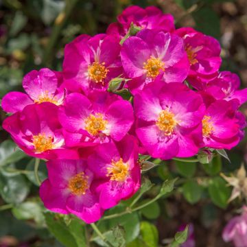 Rosier PRETTY ® Princess Meimauleva Rosier PRETTY ® Princess Meimauleva