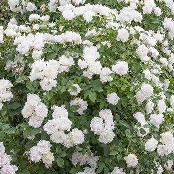 Rosier Crème CHANTILLY ® Meiradena