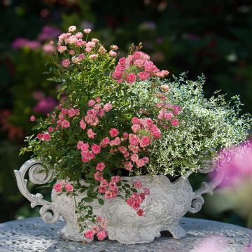 Mini-rosier Lilly Rose™ Wonder 5® Aya n°5