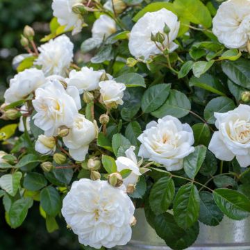 Rosa MARINA PICASSO ® Meidyceus