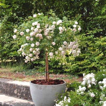 Rosa ad alberello semi-ricadente Icy DRIFT ® Meipicdevoj Rosa ad alberello semi-ricadente Icy DRIFT ® Meipicdevoj