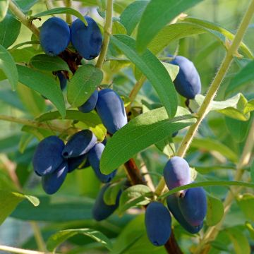Baies de Mai FRUITY BERRY ® gamme FRUITALITY ® Baies de Mai FRUITY BERRY ® gamme FRUITALITY ®