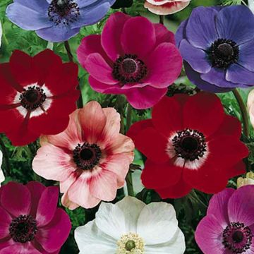 Anemoni di Caen in miscuglio