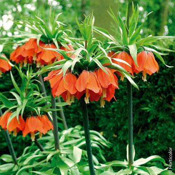 Bulbo Corona Imperiale Arancione