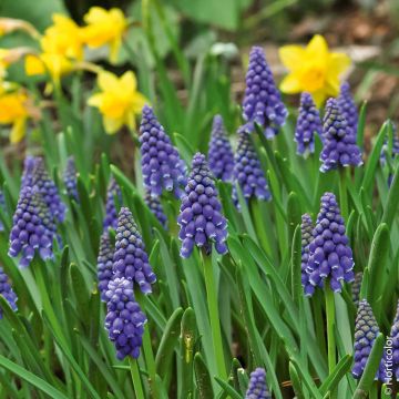 Muscari Armeniacum, Cipollaccio
