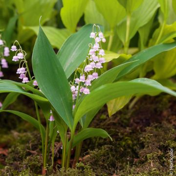 Muguet rose Muguet rose