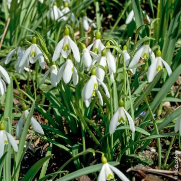 Perce-neige - Galanthus nivalis.