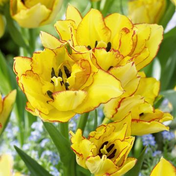 TULIPE DOUBLE HÂTIVE AQUILA