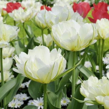Tulipano doppio precoce Exotic Empereur