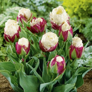 Tulipano doppio precoce Ice Cream