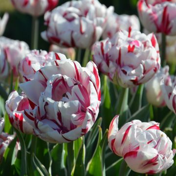 TULIPANI DOPPI A FIORI DI PEONIA CARNAVAL DE NICE