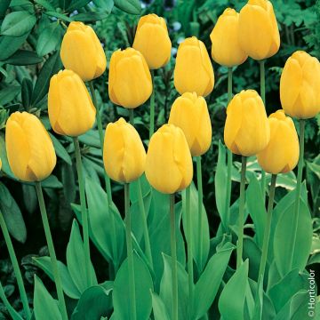 TULIPANI DARWIN GOLDEN APELDOORN
