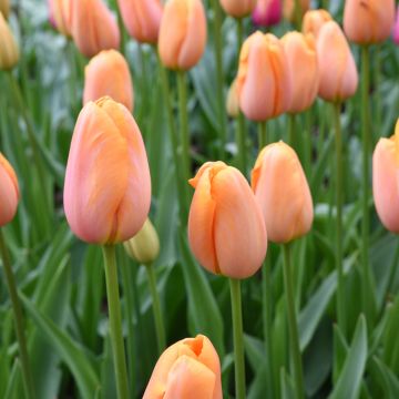TULIPANO TARDIVO REINE DE LA NUIT