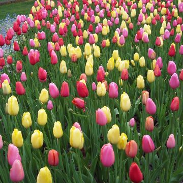 Tulipani Darwin in mix