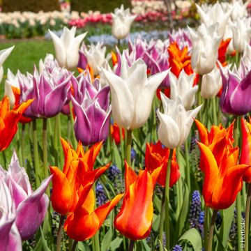 Tulipani fior di giglio in mix