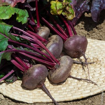Barbabietola d'Egitto BIO