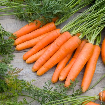 Carota nantese migliorata 3
