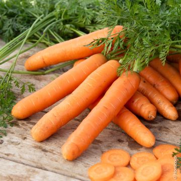 Carota Berlikumer 2 BIO