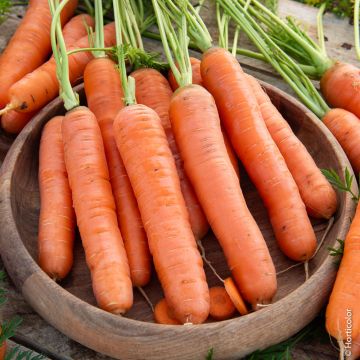 Carota Touchon BIO