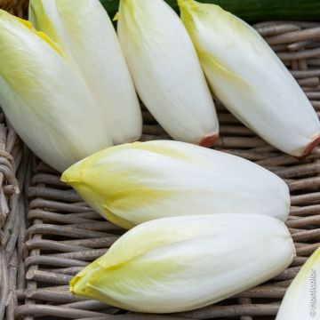 Chicorée Endive Witloof de Bruxelles Chicorée Endive Witloof de Bruxelles