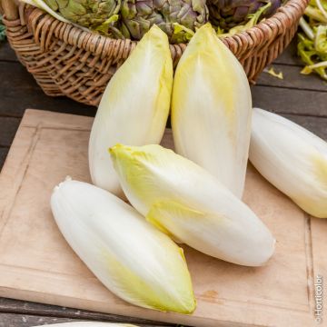 Cicoria indivia witloof zoom HF1 (creazione INRA)