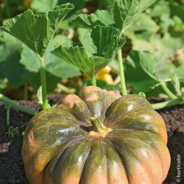Courge Musquée Muscade Courge Musquée Muscade