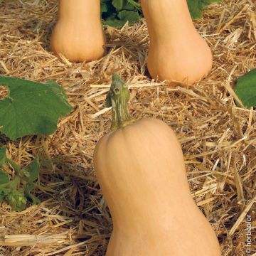 Zucca Waltham Butternut – Noce di burro
