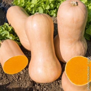 Courge Butternut Courge Butternut
