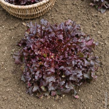Laitue à couper Red Salad Bowl - Lactuca sativa