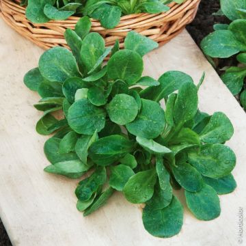 Valeriana verde di Cambrai