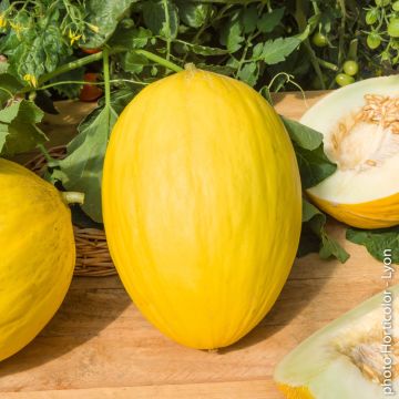 Melon jaune Canaria 3 Melon jaune Canaria 3
