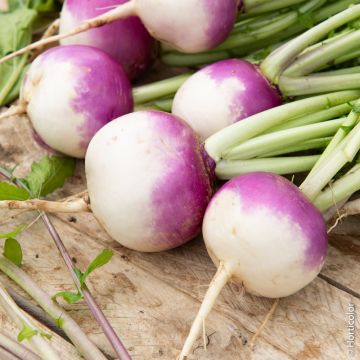 Navet blanc Globe collet violet