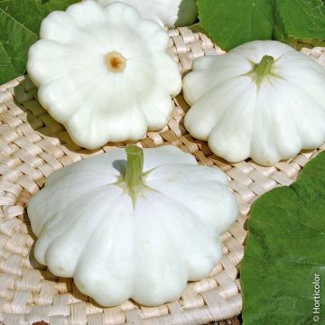 Zucca patisson croblan