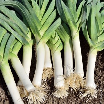 Porro di Carentan 2
