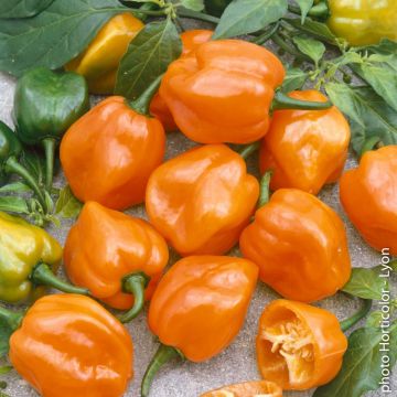 Piment Magnum F1 orange Piment Magnum F1 orange
