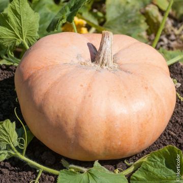 Zucca potiron giallo grande di Parigi