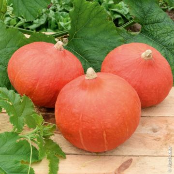 Zucca potimarron