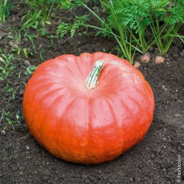 Zucca potiron rosso vivo d'etampes Zucca potiron rosso vivo d'etampes