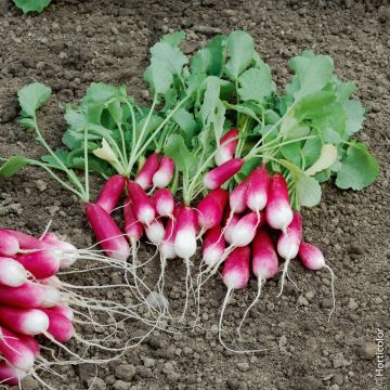 Radis de 18 jours - Raphanus sativus