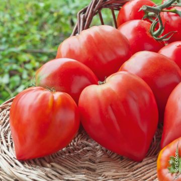 Tomate Cuor di Bue Bio - Cœur de Bœuf