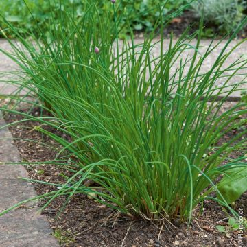 Ciboulette très fine Danoise BIO pour potagers d'intérieur Ciboulette très fine Danoise BIO pour potagers d'intérieur
