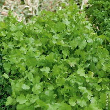 Coriandre BIO pour potagers d'intérieur