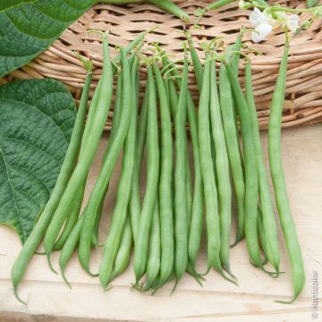 Haricot nain filet sans fil Skipper