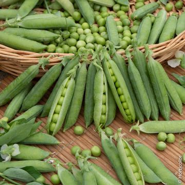 Pois à grains ronds nain Petit Provençal Bio Pois à grains ronds nain Petit Provençal Bio