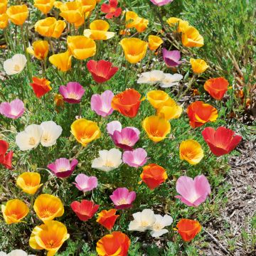 Eschscholzia californica Pavot de Californie simple varié