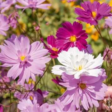 Cosmos Psyché varié Cosmos Psyché varié