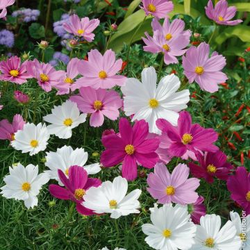 Cosmos Sensation nain varié Cosmos Sensation nain varié